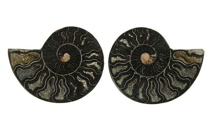 Cut & Polished Ammonite Fossil - Unusual Black Color #296278